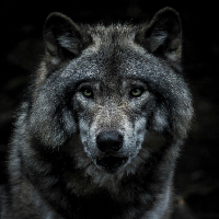 MoonWolf